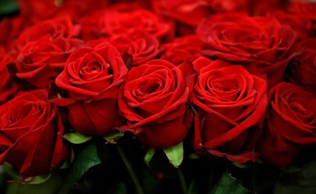 best scientific name for a rose