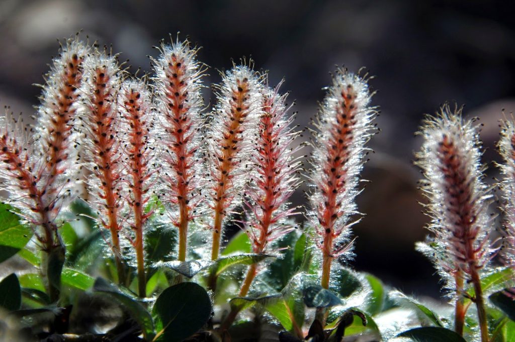 best scientific name for arctic willow