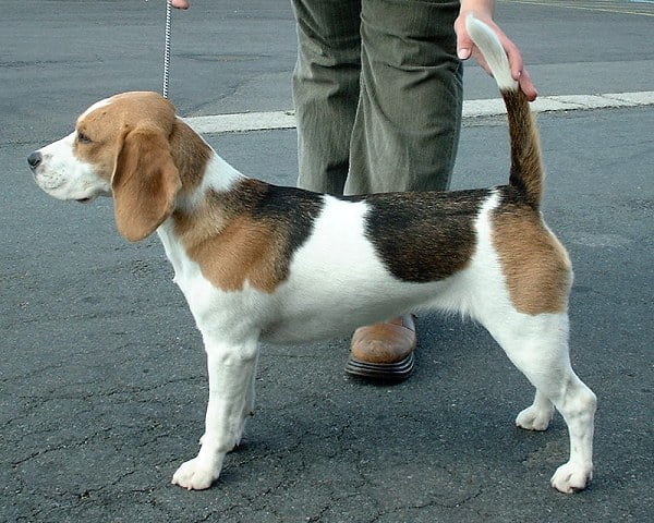 best scientific name for beagle