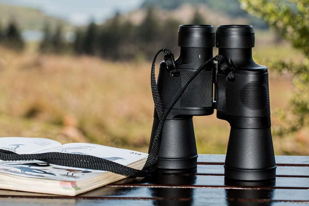 best scientific name for bird watcher