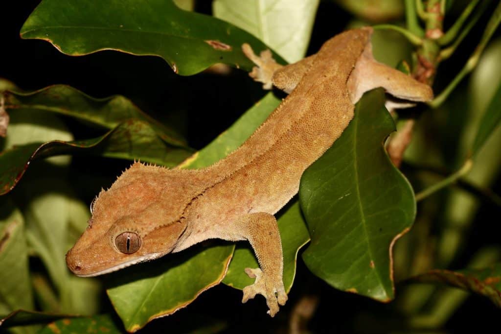 best scientific name for crested gecko