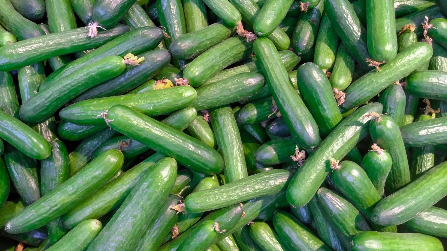best scientific name for cucumber