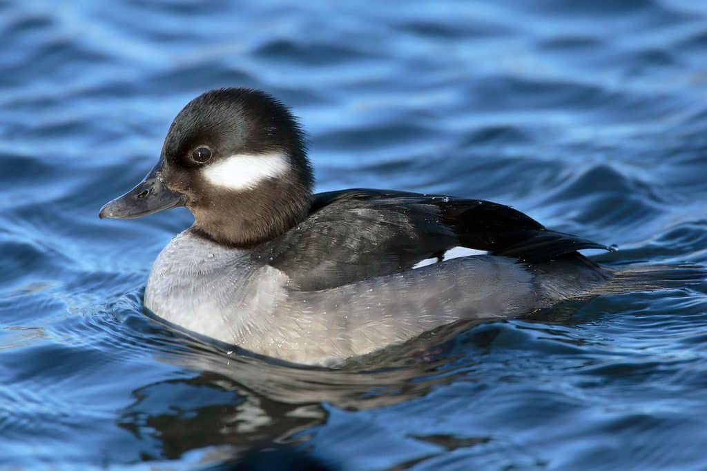 best scientific name for duck