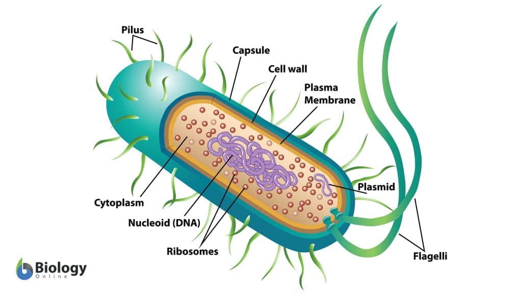 best scientific name for eubacteria