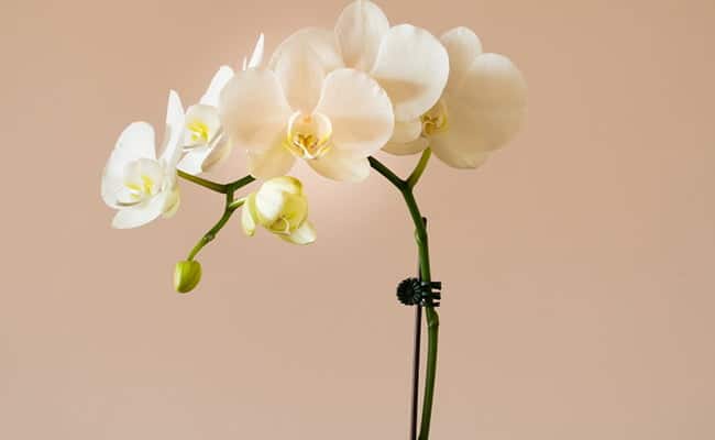best scientific name for flower