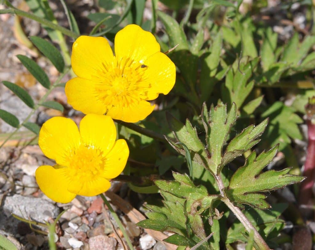 best scientific name for flowering plants