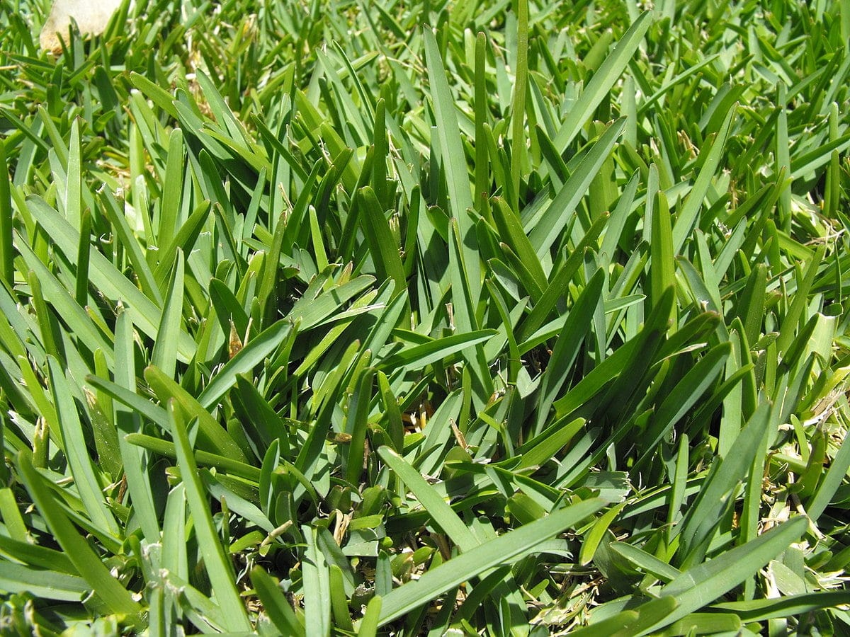 best scientific name for grasses
