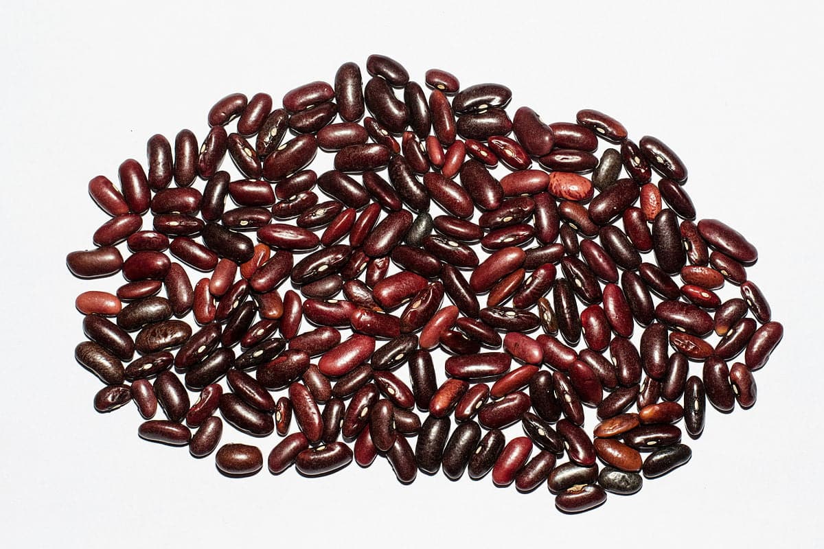 best scientific name for kidney beans