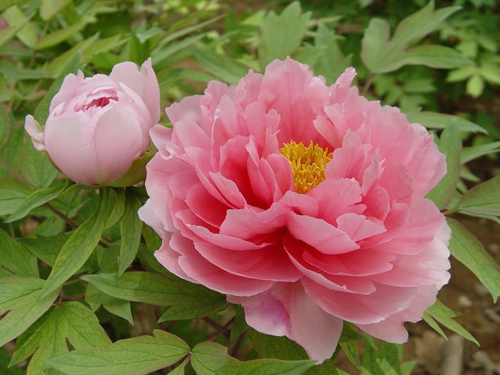 best scientific name for peony