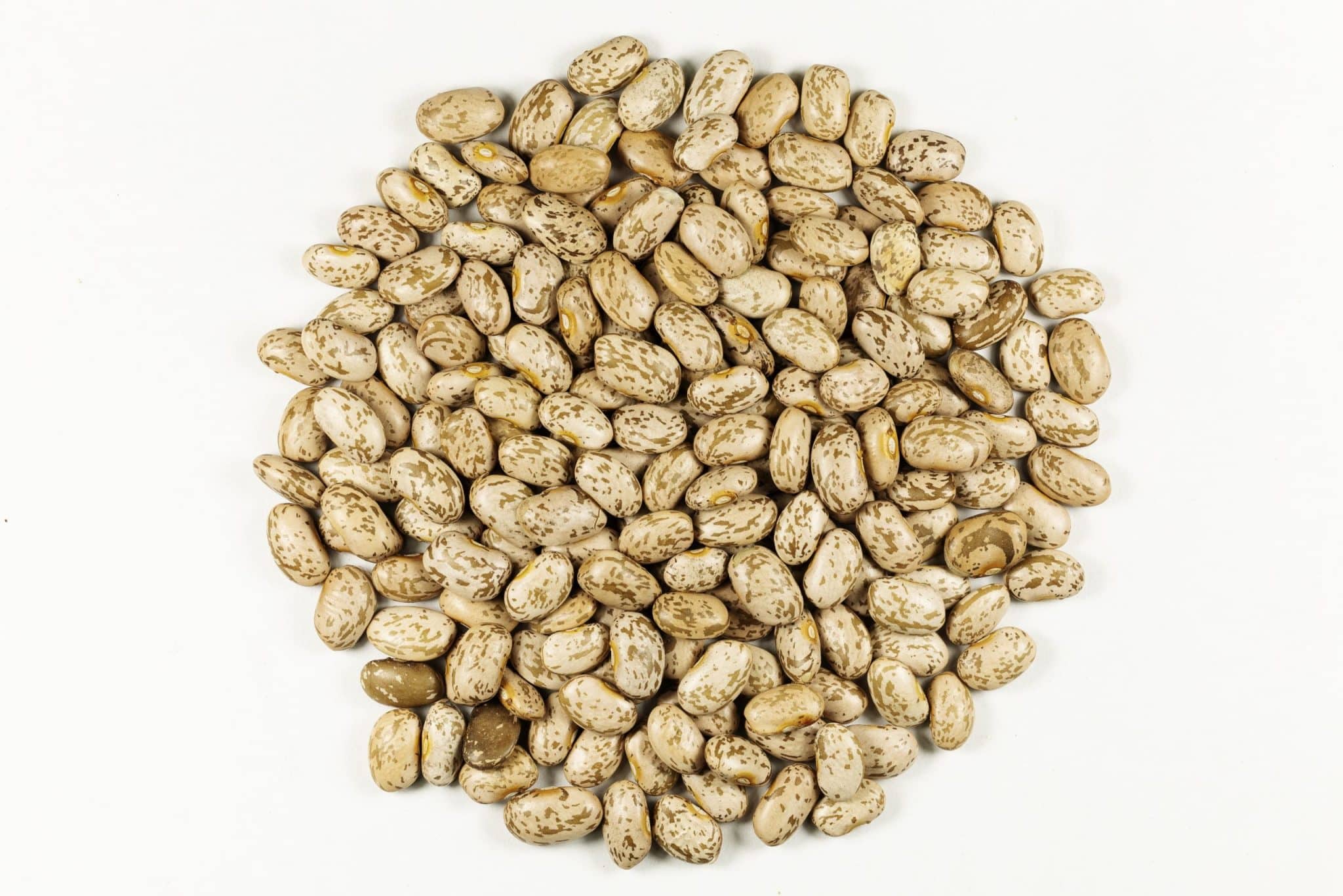 best scientific name for pinto beans scaled