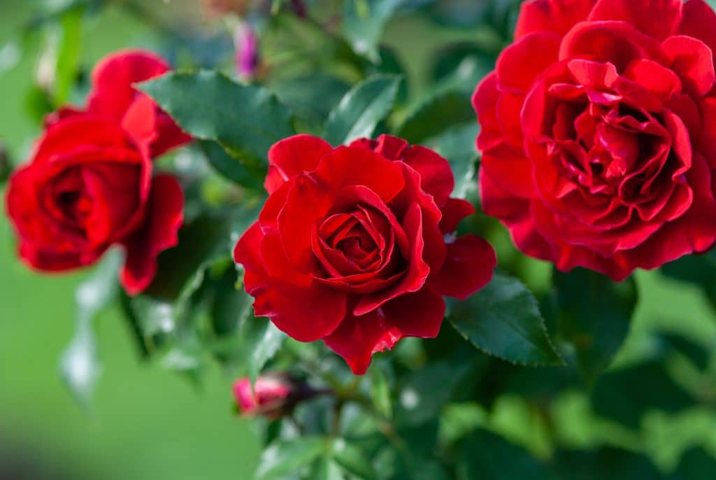 best scientific name for rose bush scaled