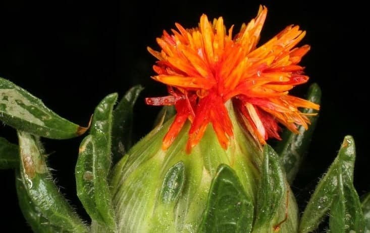 best scientific name for safflower