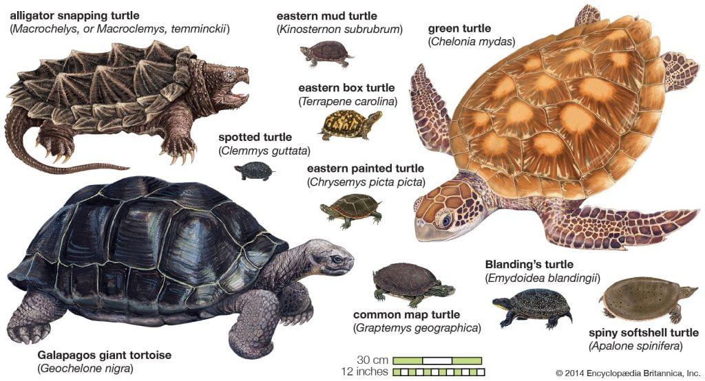 best scientific name for tortoise