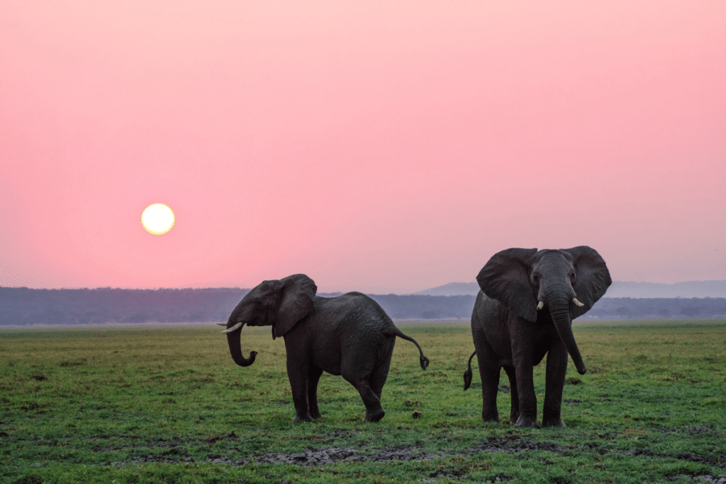 best short name for elephant