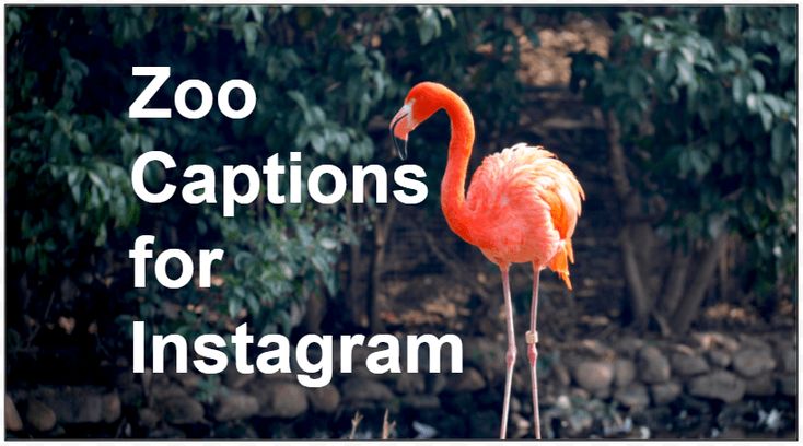 best zoo quotes instagram