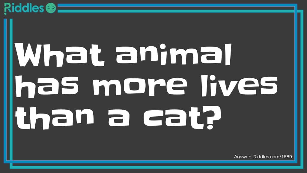 best animal riddles for adults