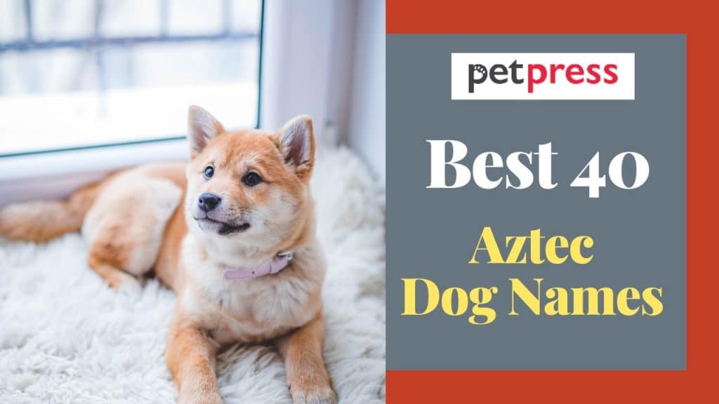 best aztec name for dog