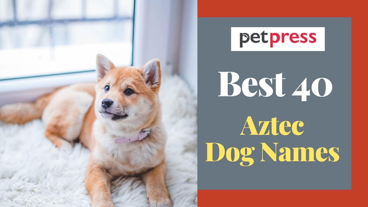 best aztec name for dog