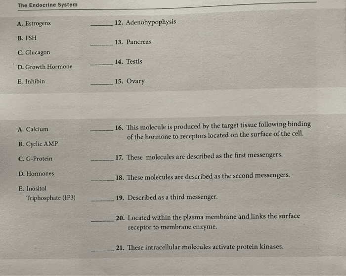 best endocrine system questions and answers