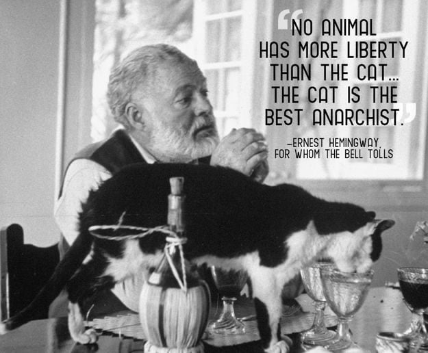 best ernest hemingway cat quotes