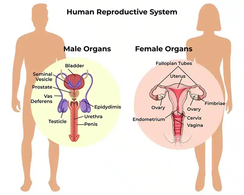 best female anatomy questions for a guy