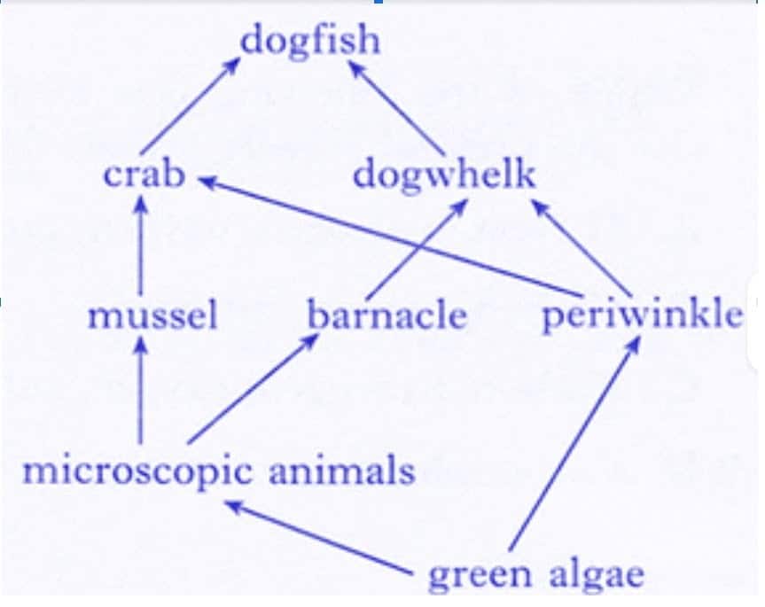 best food web questions