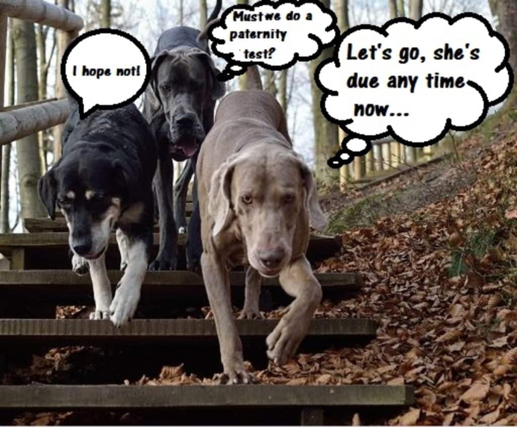 best fun dog questions