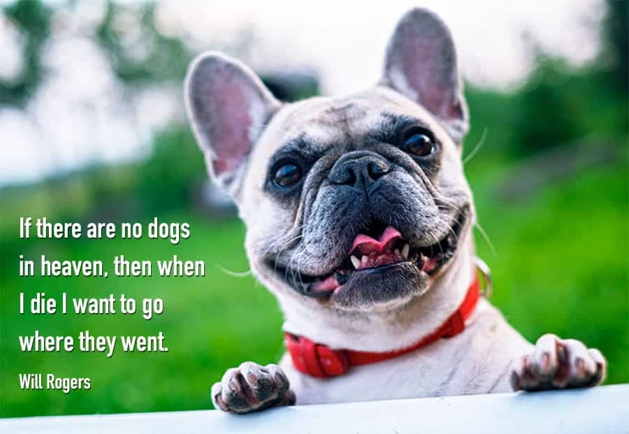 best funny dog quotes from movies
