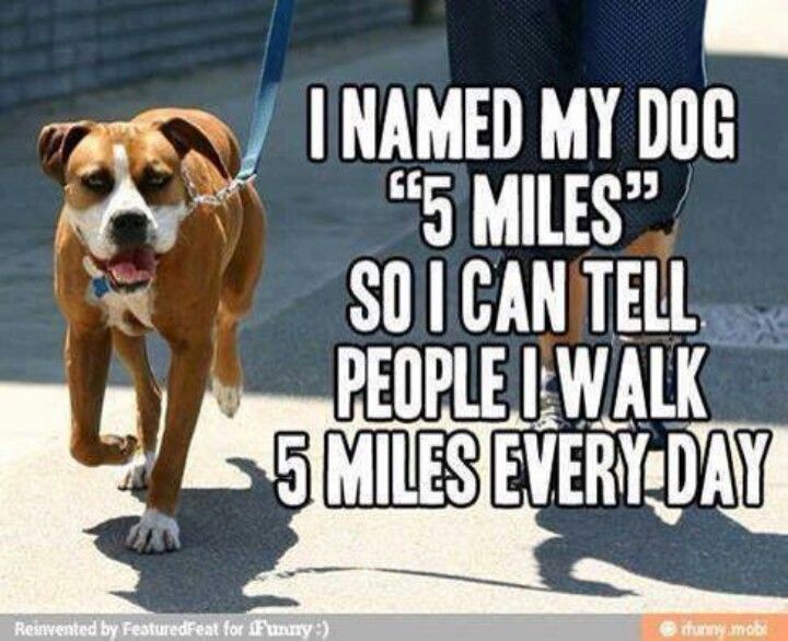 best funny dog walking quotes