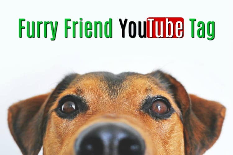 best furry friends tag questions