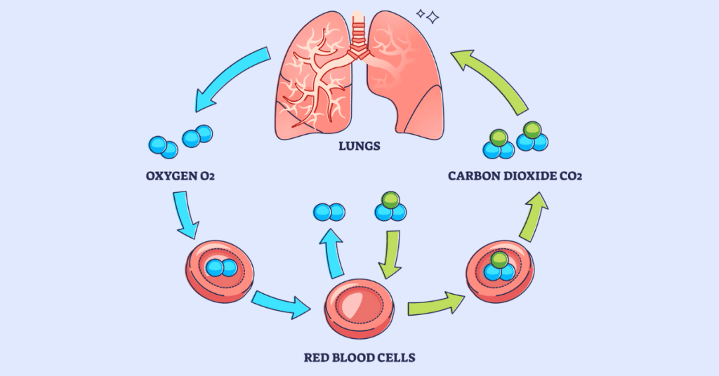 best gas exchange nclex questions
