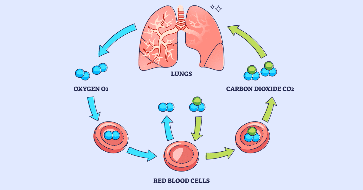 best gas exchange nclex questions