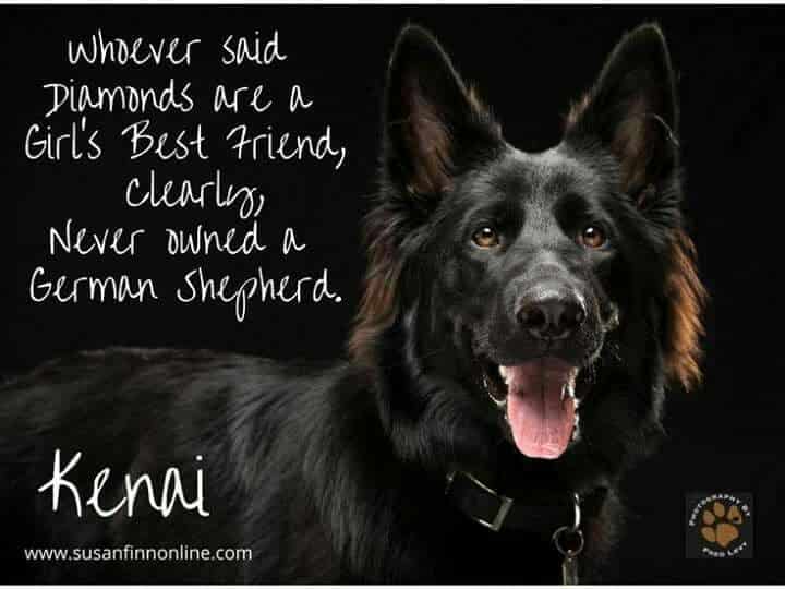 best german shepherd quotes