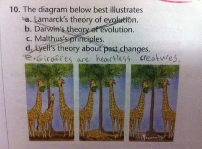 best giraffe questions