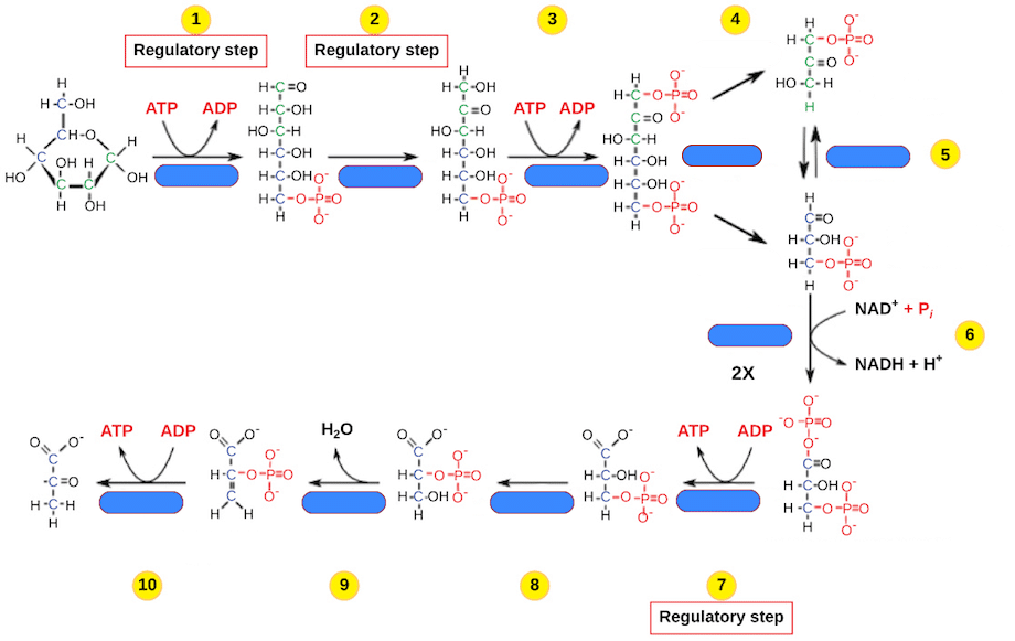 best glycolysis practice questions