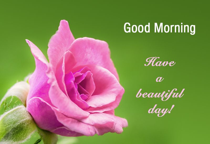 best good morning rose quotes