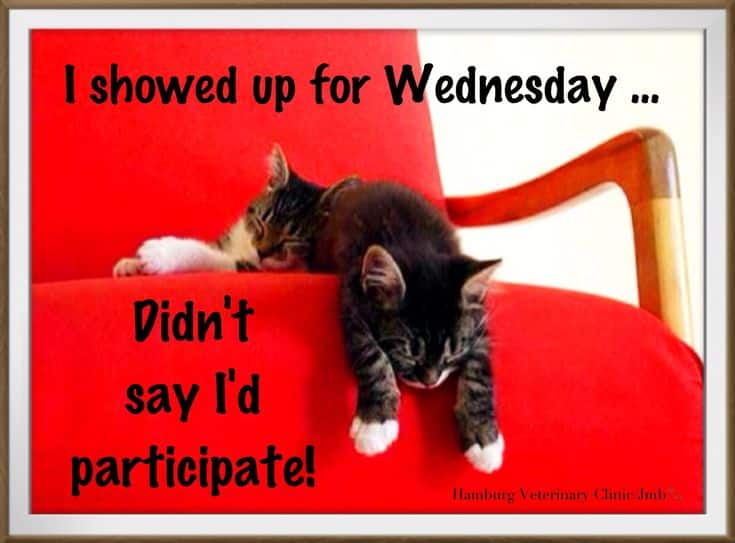 best good morning wednesday quotes funny
