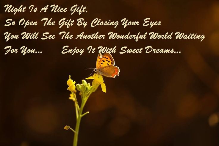 best good night butterfly quotes