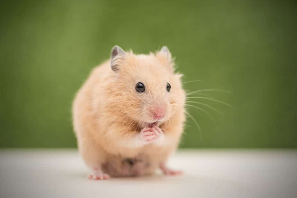best hamster questions
