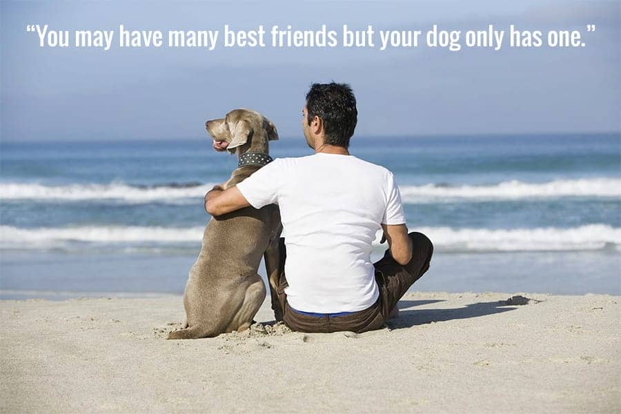 best holiday dog quotes