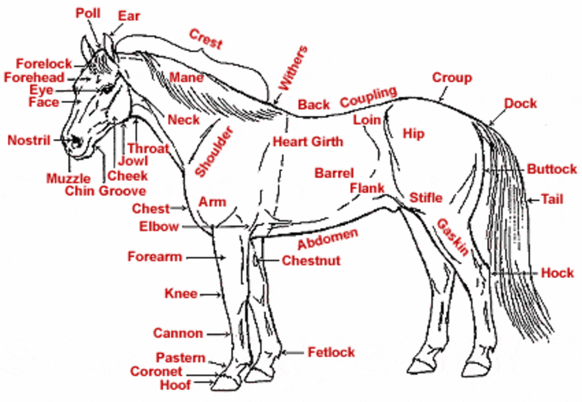 best horse bowl questions junior