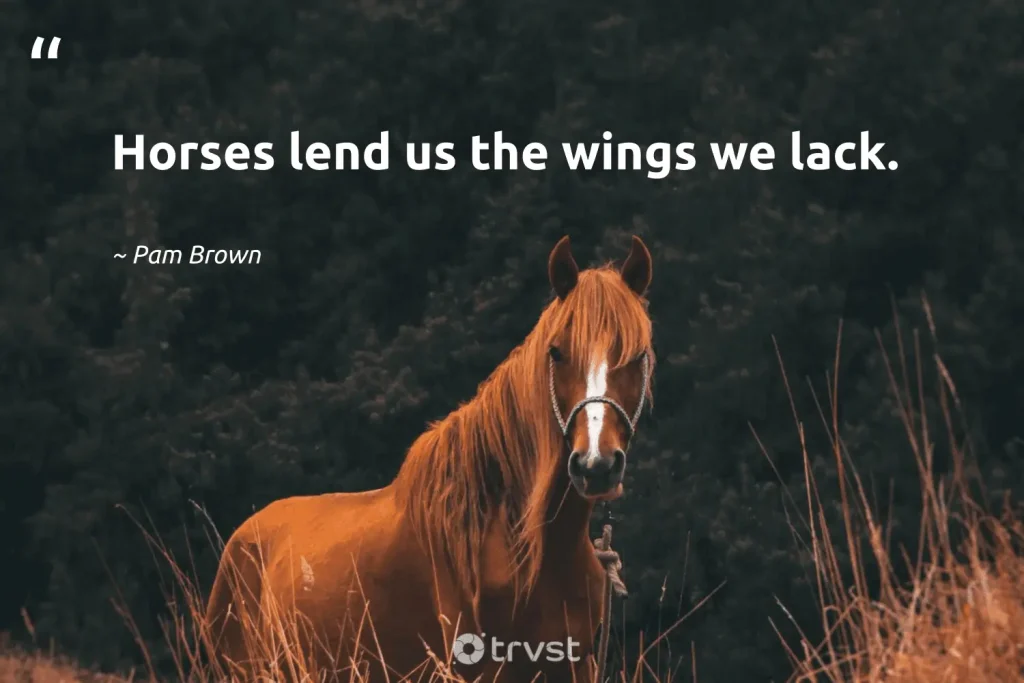 best horse quotes for instagram