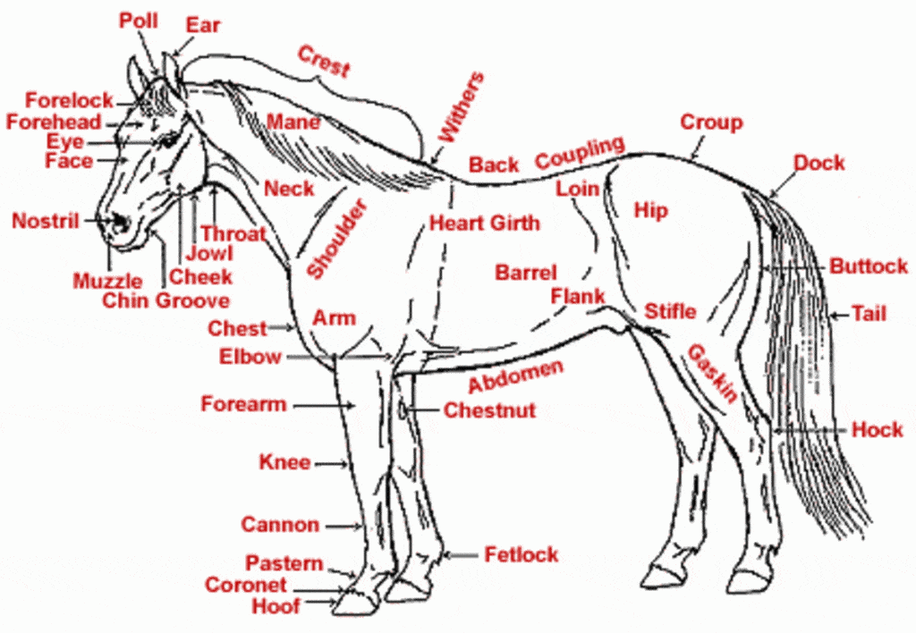 best horsemanship questions