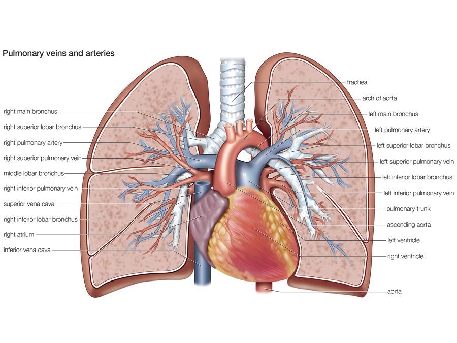 best human body questions