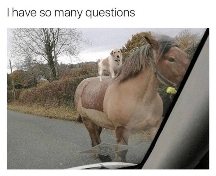 best i have so many questions
