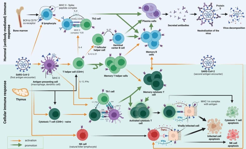 best immune system questions and answers scaled