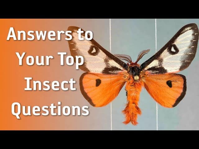 best insect questions