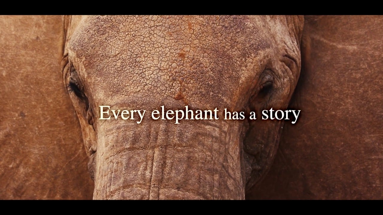 best ivory ella quotes