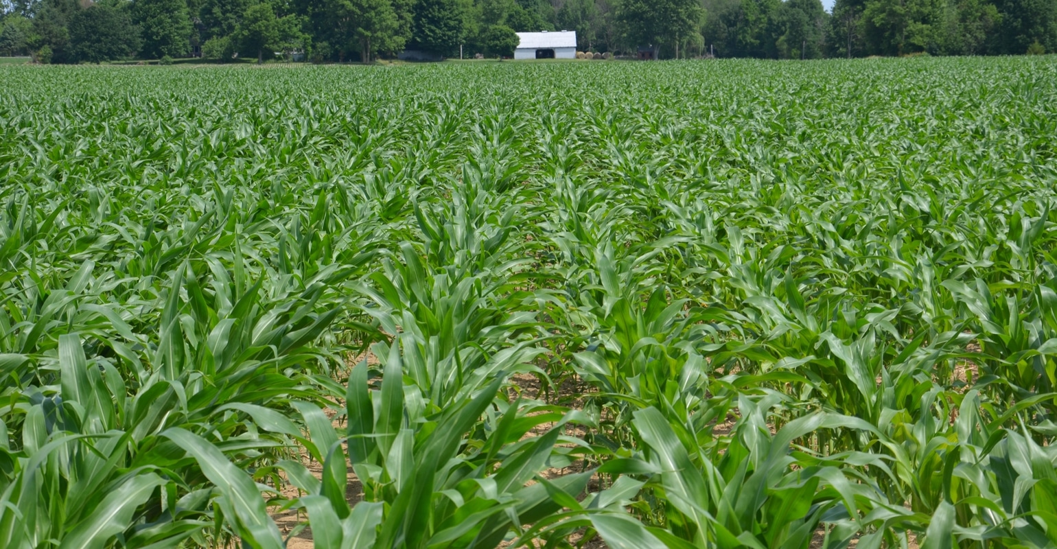 best king corn questions answers