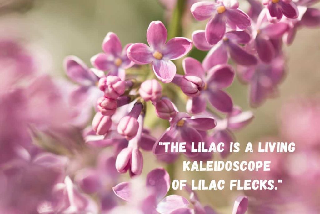 best lilac quotes